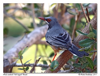 Merle vantard Red-legged Thrush
