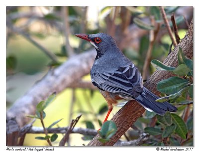 Merle vantard  Red-legged Thrush