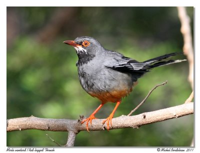 Merle vantard  Red-legged Thrush