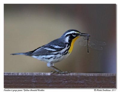 Paruline à gorge jaune Yellow-throated Warbler