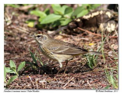 Paruline  couronne rousse  Palm Warbler