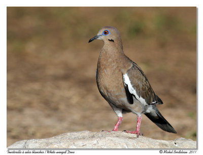 Tourterelle  ailes blanches  White-winged Dove