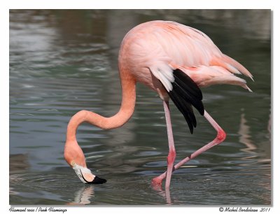 Flamant rose <br> Pink Flamingo