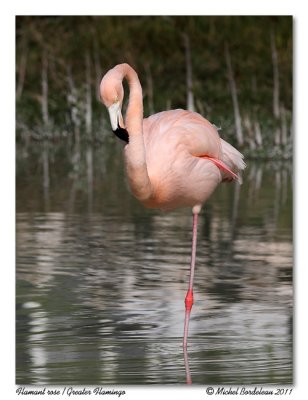 Flamant rose  Pink Flamingo