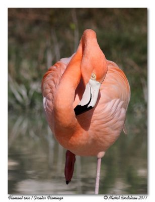 Flamant rose  Pink Flamingo