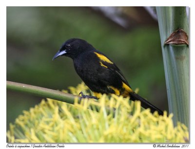 Oriole  capuchon  Greater Antillean Oriole