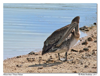 Plican brun  Brown Pelican