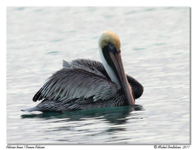 Plican brun  Brown Pelican