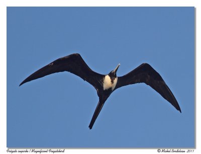 Frgate superbe  Magnificent Frigatebird