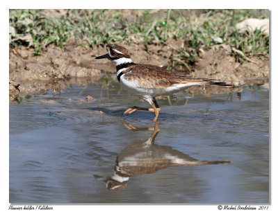 Pluvier kildir  Killdeer