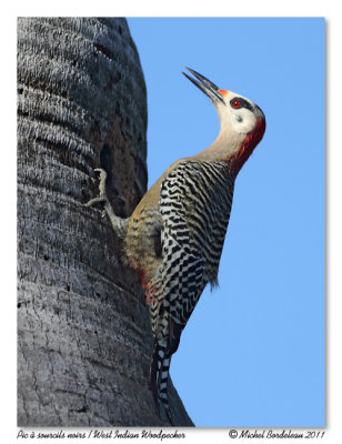 Pic  sourcils noirs  West Indian Woodpecker