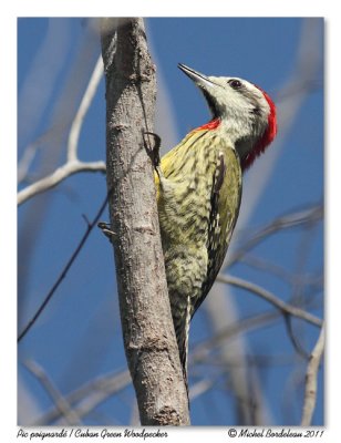 Pic poignard  Cuban Green Woodpecker