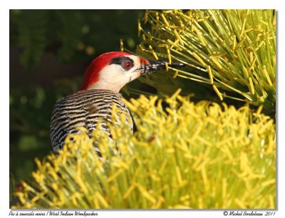 Pic  sourcils noirs  West Indian Woodpecker
