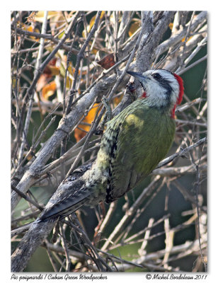 Pic poignard  Cuban Green Woodpecker