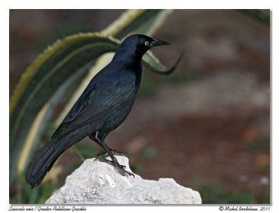 Quiscale noir  Greater Antillean Grackle