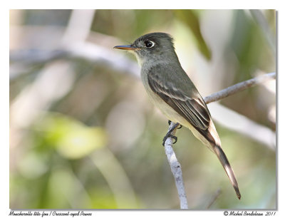 Moucherolle tte-fou  Crescent-eyed Pewee