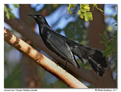 Quiscale noir  Greater Antillean Grackle