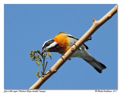 Zna  tte raye  Western Stripe-headed Tanager