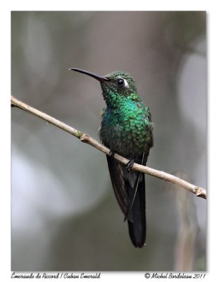 Émeraude de Riccord Cuban Emerald