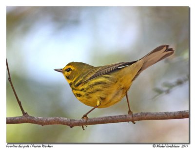 Paruline des prs  Prairie Warbler