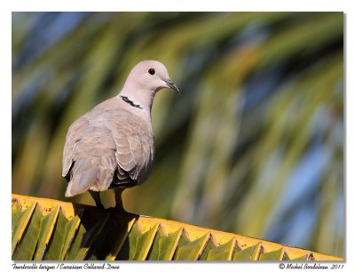 Tourterelle turque  Eurasian Collared-Dove