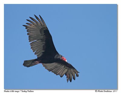 Urubu  tte rouge Turkey Vulture