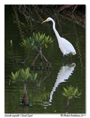 Grande aigrette  Great Egret
