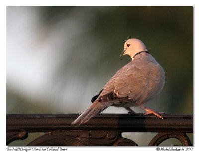 Tourterelle turque  Eurasian Collared Dove