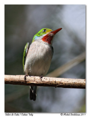 Todier de Cuba  Cuban Tody