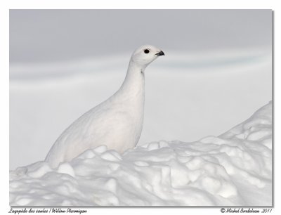 Lagopde des saules  Willow Ptarmigan