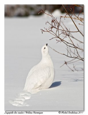 Lagopde des saules  Willow Ptarmigan