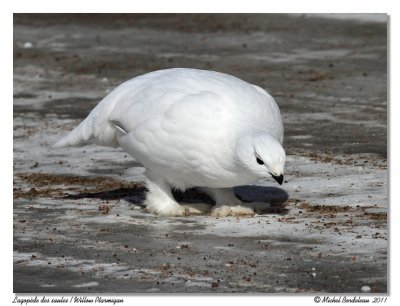 Lagopde des saules  Willow Ptarmigan