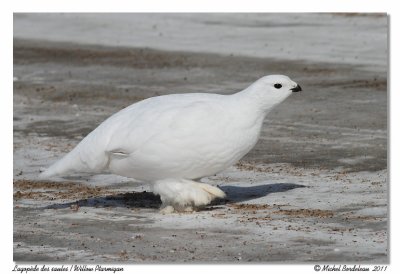 Lagopde des saules  Willow Ptarmigan