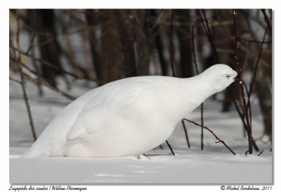 Lagopde des saules  Willow Ptarmigan