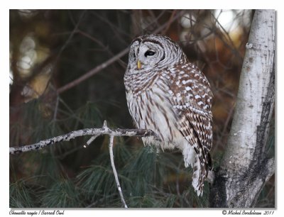 Chouette raye  Barred Owl