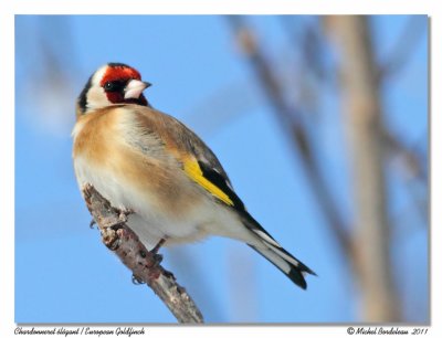 Chardonneret lgant  European Goldfinch