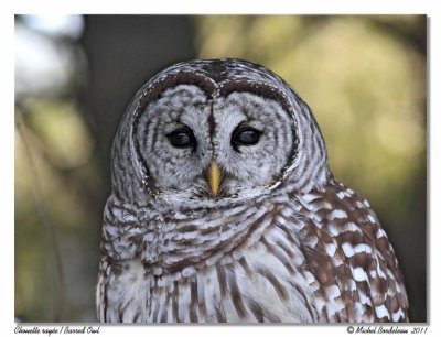 Chouette raye  Barred Owl