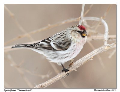 Sizerin flamm  Common redpoll