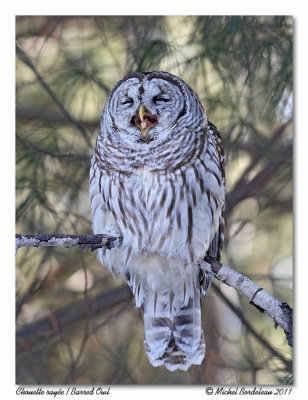 Chouette raye  Barred Owl