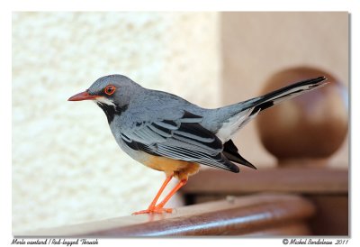 Merle vantard  Red-legged Thrush