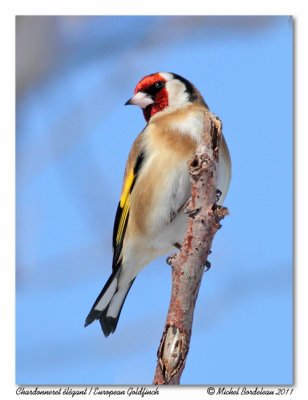 Chardonneret lgant  European Goldfinch