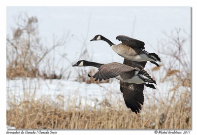 Bernaches du Canada  Canada Geese