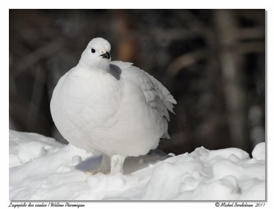 Lagopde des saules  Willow Ptarmigan