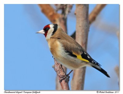 Chardonneret lgant  European goldfinch