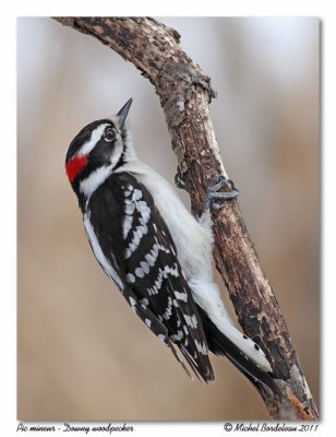 Pic mineur  Downy Woodpecker