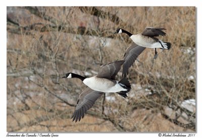 Bernaches du Canada  Canada Geese