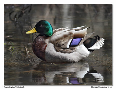 Canard colvert Mallard