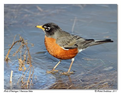 Merle d'Amrique  American Robin