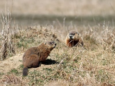 Marmotte