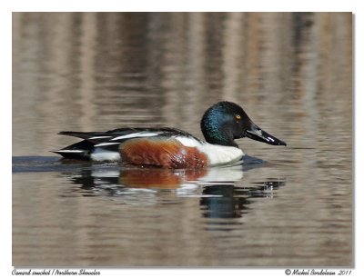 Canard souchet  Northern Shoveler